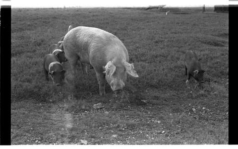 Open original Document numérique