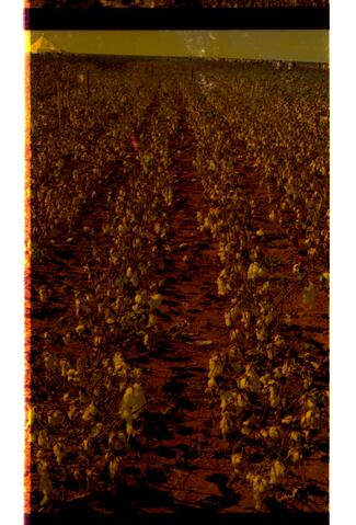 Open original Digitaal object