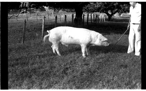 Open original Digitaal object