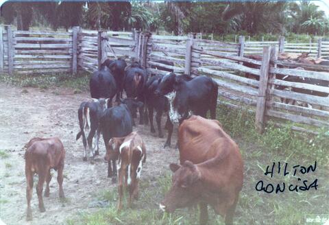 Open original Objeto digital