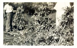 BR MTAPMT COL-200-210-211-00039  1