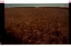 BR MTAPMT SCS-200-210-212-212.9-36324 12