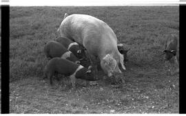 BR MTAPMT SCS-200-210-216-216.5-30097 34