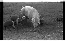 BR MTAPMT SCS-200-210-216-216.5-30097 33