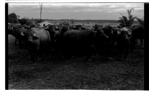 Open original Digitaal object