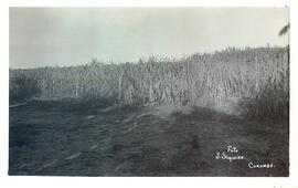 BR MTAPMT COL-200-210-211-00049 1