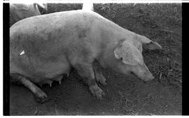 BR MTAPMT SCS-200-210-216-216.5-30097 6