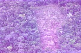 BR MT APMT.JRC.CD.AS.0161 2